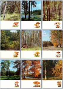 1971 MUSHROOMS of the Russian Forest Landscape Tree Lot 16 Postcards in Folder