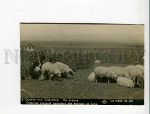 3173308 BULGARIA SOFIA Egrek sheepherds Vintage photo postcard