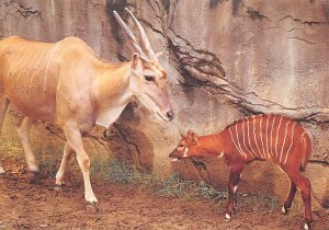 Miracle Bongo, Cincinnati Zoo 