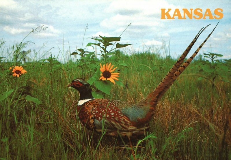 Vintage Postcard Grain Field Stubble Shelterbelts Pond Banks Native Grass Kansas