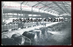 h3570- SYRACUSE NY Postcard 1910s State Fair Cattle Building Interior by Rudolph