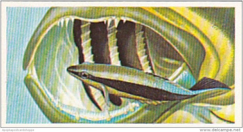 Brooke Bond Vintage Trade Card Incredible Creatures 1986 No 20 Cleaner Fish