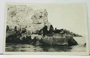 San Francisco Seals on Rocks Catalina Island RPPC Real Photo Postcard J2