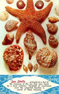 Sea Shells Treasures Of The Sea