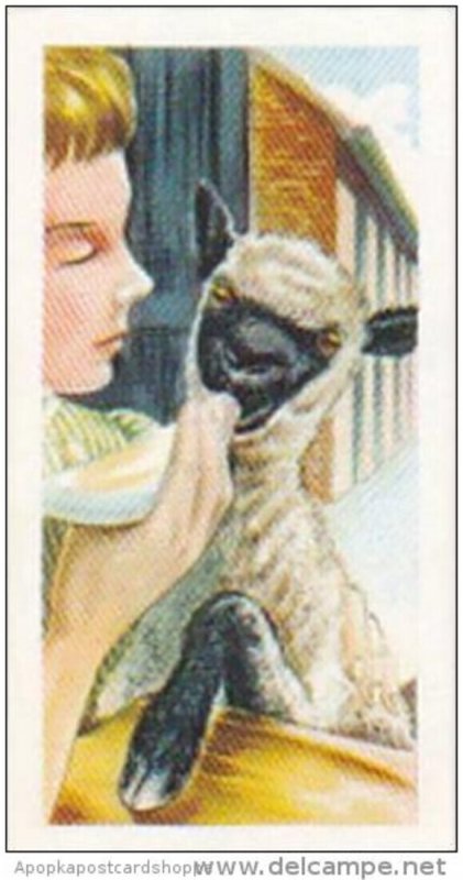 Priority Tea Trade Card I-Spy Pets No 24 Pet Lamb