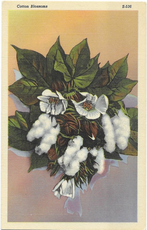 Cotton Blossoms