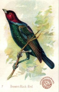 1880s-90s Arm & Hammer Beautiful Birds Brewers Black Bird No.7 #2 F150