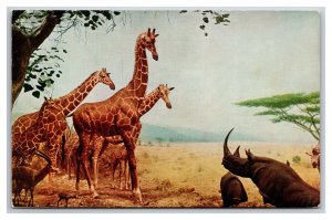 African Waterhole Natural History Museum Chicago IL UNP Chrome Postcard Q24