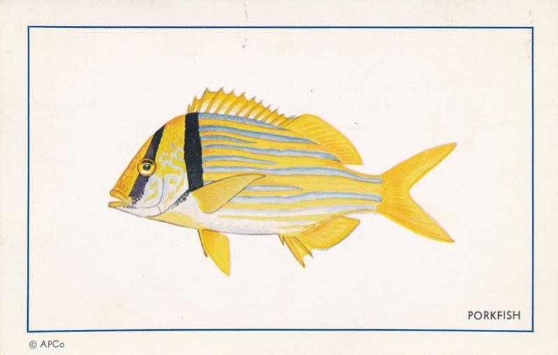 Porkfish - Member of Grunt Family - An authentic Florida Fish