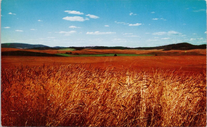 Grain Field of the West Northwest USA Wheat Fields Unused Vintage Postcard H19