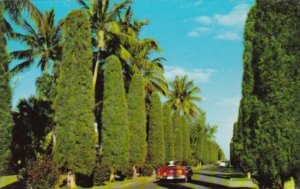 Florida Flowers Avenue Of Australian Pines and Hibiscus