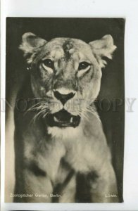 440238 Berlin ZOO Lion lioness Vintage PHOTO postcard