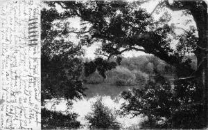 St Paul Minnesota~Como Park~Cozy Lake As Seen Through Trees~1908 B&W Postcard