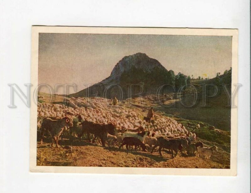 3130960 Republic of ALBANIA herd in mountains old postcard