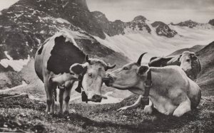Swiss Cows Kissing Licking Eyes Beautiful Switzerland Old Postcard