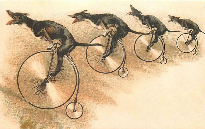 Greyhound Dogs Riding Penny Farthing Bicycles Modern Postcard