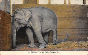 Duchess, Lincoln Park Chicago, Illinois, USA Elephant 1910 