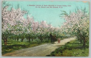 Grand Valley Colorado~Denver & Rio Grande R.R.~Apple Blossoms~c1910 Postcard