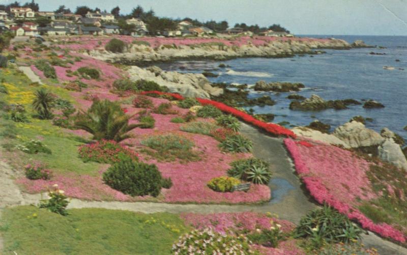 Lover's Point Pacific Grove Monterey Peninsula CA Calif Vintage Postcard D18