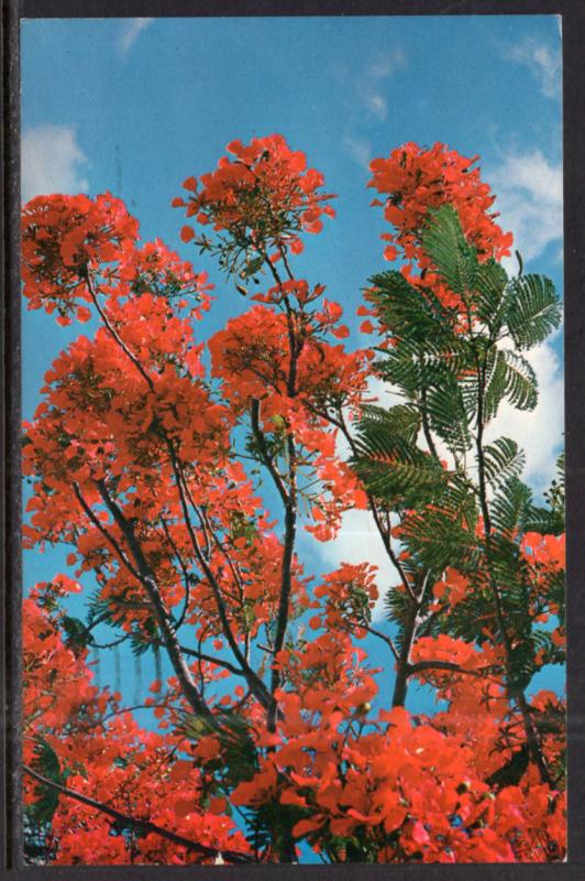 Royal Poinciana Tree in Full Bloom BIN