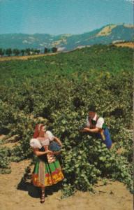 Italian Swiss Colony Vineyard Scene At Asti Sonoma County California