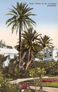 Date Palms at St George's Bermuda Postcard