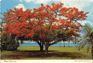 US11 USA Royal Poinciana great blooming tree Caloosahatchee river Florida 1979