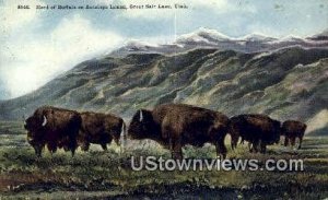 Herd of Buffalo, Antelope Island - Great Salt Lake, Utah