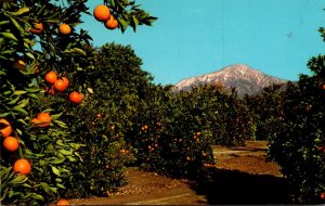 California Oranges and Snow Capped Mountins