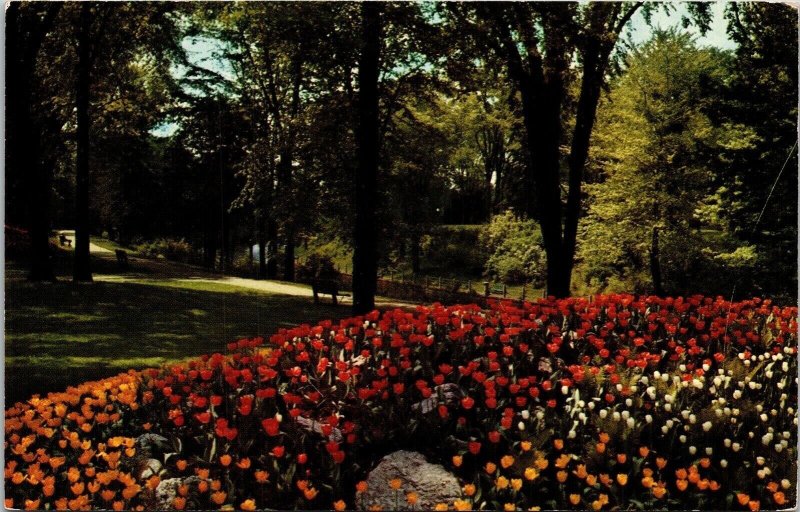 Beds Tulips Ottawa Tulip Festival Postcard VTG UNP Mirro Vintage Unused 