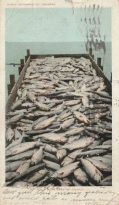 VINTAGE POSTCARD SCOW LOAD OF SALMON POSTED 1907 INDIANA