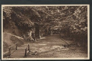 Isle of Wight Postcard - Shanklin, Chine Hollow    T3125