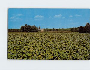 M-139618 Tobacco Field showing curing barn