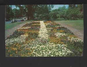 New York ROCHESTER Pansy Bed in Beautiful Highland Park pm1958 ~ Chrome