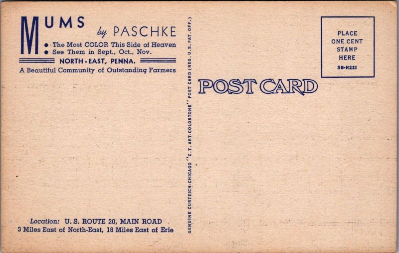 Postcard Mums by Paschke Erie PA