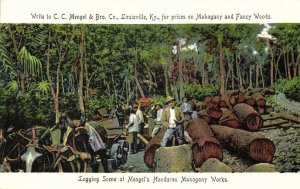 br. honduras, BELIZE, Logging Scene, Horse Carts, Mengel's Mahogany Camp (1900s)