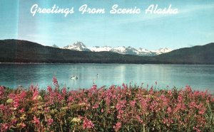 Vintage Postcard Greetings From Scenic Alaska Spectacular View Admiralty Island