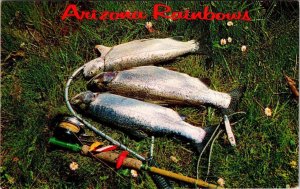 AZ,  ARIZONA RAINBOW TROUT  White Mountains Fishing/Lake Fish VINTAGE Postcard