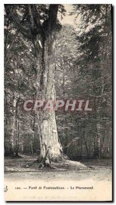 Old Postcard Tree Forest of Fontainebleau The Pharamond