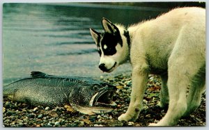 Curious Husky Checks Out 25 Pound Lake Trout, Alaska - Postcard