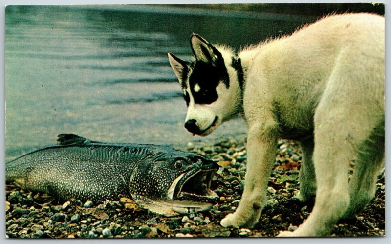 Curious Husky Checks Out 25 Pound Lake Trout, Alaska - Postcard