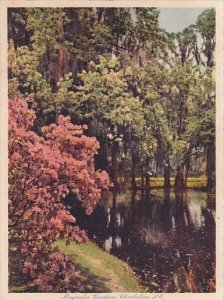 the Most Beautiful Gardens In The World Magnolia Gardens Charleston South Car...