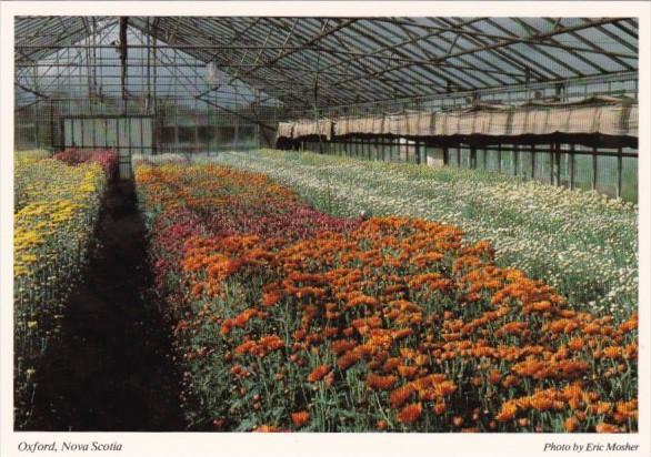 Canada Greenhouse With Beautiful Flowers Oxford Nova Scotia