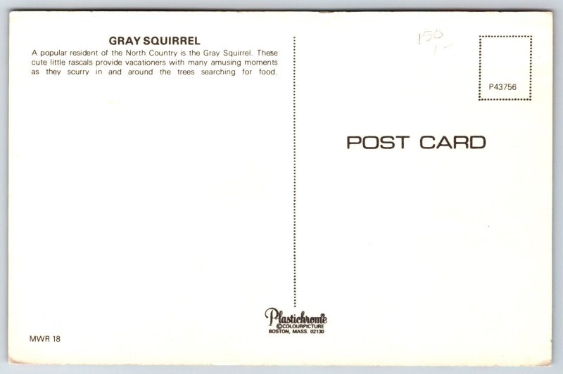 Animals~Gray Squirrel With Nut In Tree~Vintage Postcard