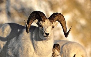 Majestic Dali sheep RAM on sheep Mountain in Kluane National Park North of Wh...