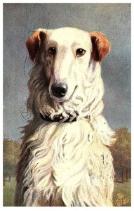 Tuck Oilette Postcard Russian Greyhound White Dog Posted 1907