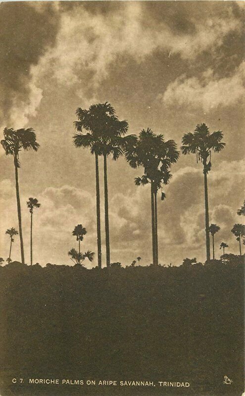 Aripe Savannah Caribbean Moriche Palms C-1930s C-7 Postcard 21-6389