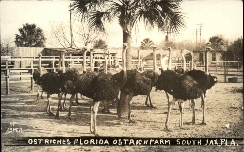 South Jacksonville Florida FL Ostrich Farm Asher Real Photo Postcard c1920