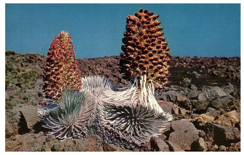 Silversword Plants in Blossom Haleakala Maui Postcard