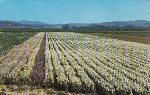 California Lompoc Beautiful Flower Gardens In The Valley Of Flower Stock